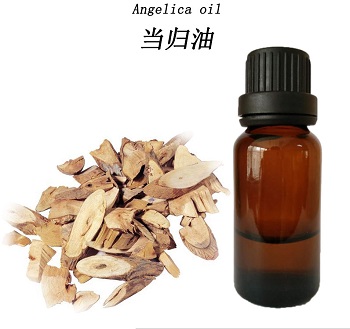 Angelica for sale -Chinaplantoil.jpg